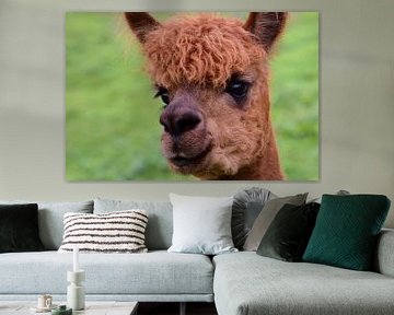 bruine alpaca van Ulrike Leone