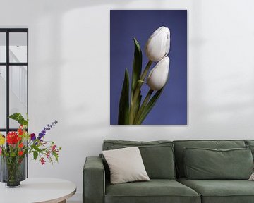 Die tanzenden weißen Tulpen von Marjolijn van den Berg