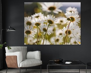 Marguerites sur Rob Boon