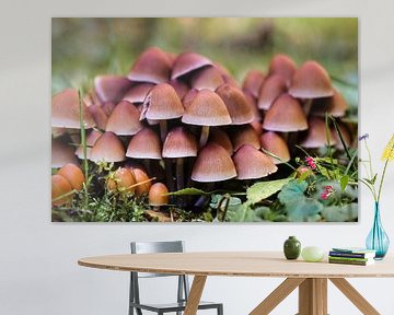 Champignons sur Rob Boon