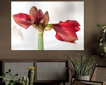 Amaryllis Tosca sur Sonja Waschke