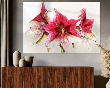 Bunch of Amaryllis