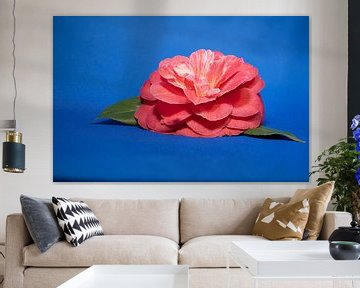 Rode Camellia op blauwe ondergrond. van Jean Weijnen