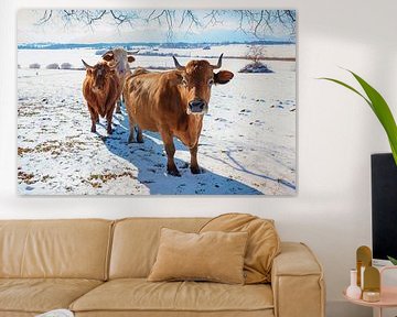 nieuwsgierige bruine koeien in winters landschap Opper-Bavarije van SusaZoom