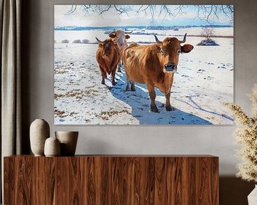 nieuwsgierige bruine koeien in winters landschap Opper-Bavarije van SusaZoom