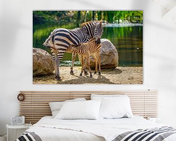 Zebra mit Jungen von Jean Weijnen