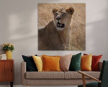 Lion by Anne-Marie Vermaat
