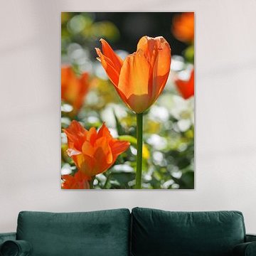 Orange Tulpenblüte im Frühling