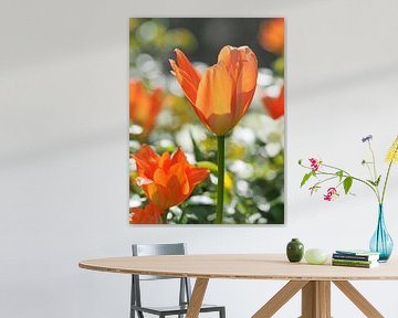 Oranje tulpenbloesem in de lente van Katrin May
