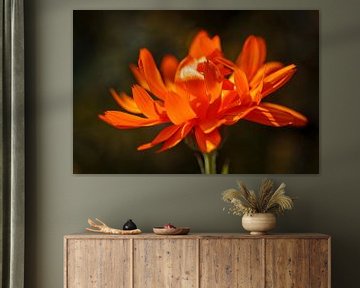 Orangefarbene Blume von Rob Boon