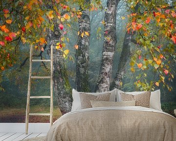 Autumn leaves on a birch | Nature Photography | Autumn by Marijn Alons