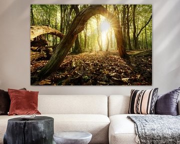 Sun under arch of a tree in the Speulderbos Netherlands by Bart Ros