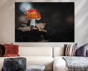 Amanita muscaria, roter Pilz im Speulderbos mit dunklem Hintergrund