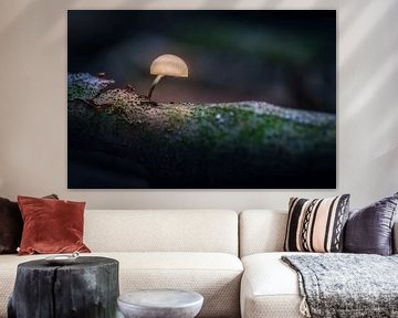 Lichtende paddestoelen in het bos. van Bart Ros