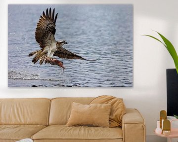 Osprey flying with fish by Photo Henk van Dijk