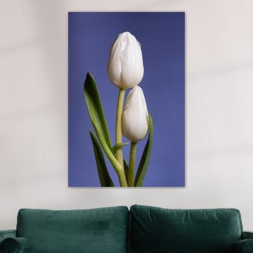 Together: a portrait of two white tulips (blue background)