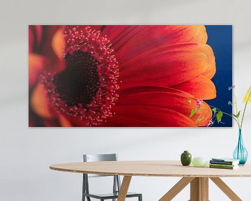 Panorama van een rood - oranje Gerbera van Marjolijn van den Berg