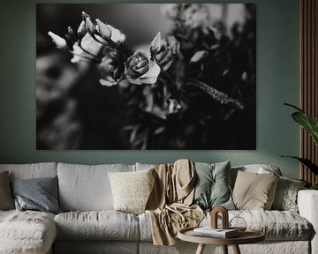 Flowers, black and white photo