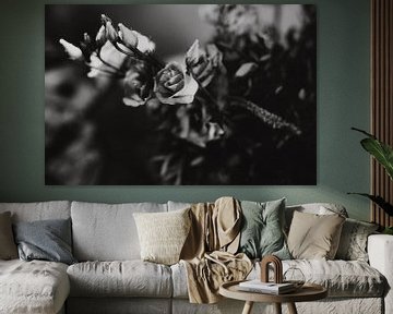 Bloemen, zwart-wit foto van Linn Fotografie