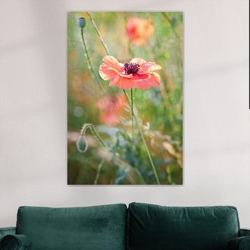 Klatschmohn