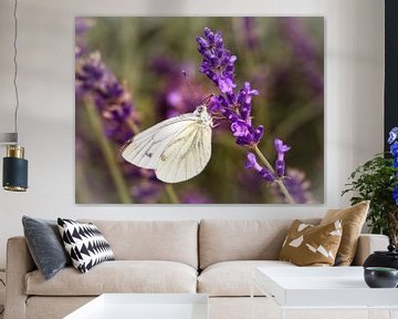 Groot Koolwitje vlinder van Rob Boon