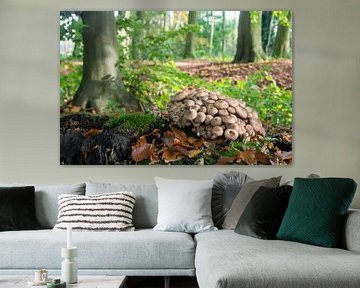 Pear-shaped drift fungus in the Neerijnen forest by René Weijers