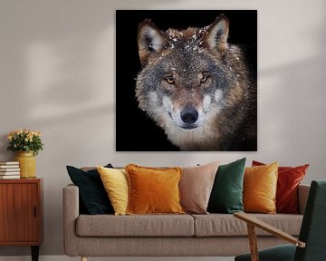 Wolf portret van gea strucks