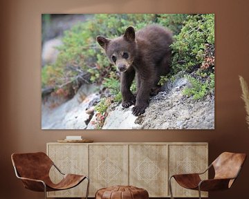 Zwarte berenwelp in Banff National Park, Alberta, Canada van Frank Fichtmüller