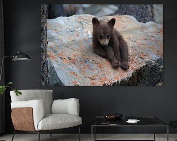 Black bear  cub in Banff National Park, Alberta, Canada von Frank Fichtmüller