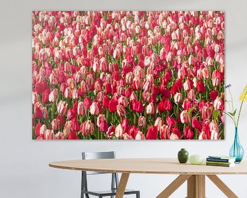 Tulipes sur Paul Heijmink