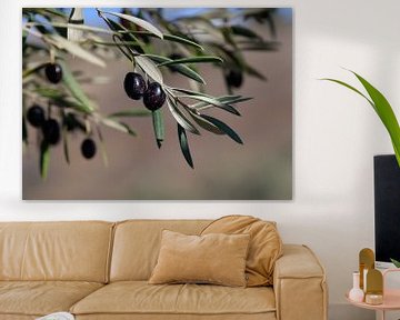 Zwarte olijven aan de Spaanse olijfboom van Alice's Pictures
