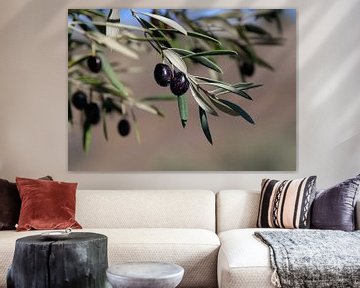 Black olives on the Spanish olive tree by Alice's Pictures