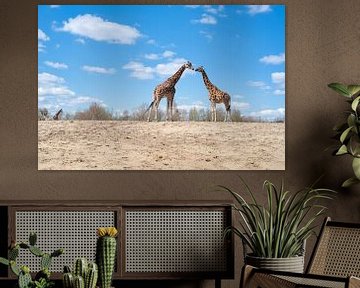 Prachtige giraffen van Evelien Huisman