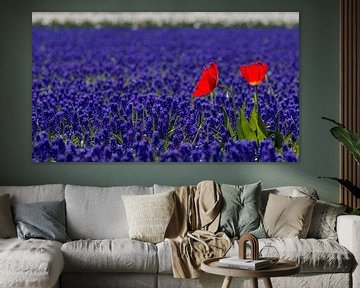 Rood, wit en blauw bloembollen veld met tulpen en druifjes (2)