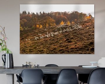 Schaapskudde op de Veluwe in de herfst van Mayra Fotografie