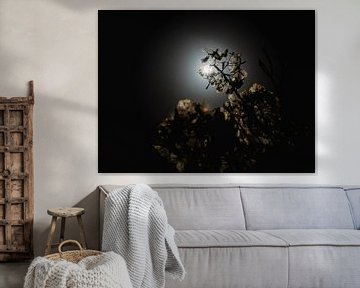 Donkere Hortensia In Maanlicht van Martijn Wit