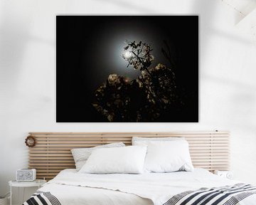 Dark Hydrangea In Moonlight by Martijn Wit