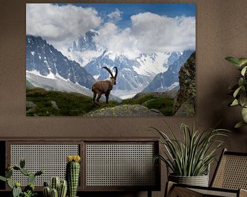 Steinbock Mont Blanc massiv von Menno Boermans