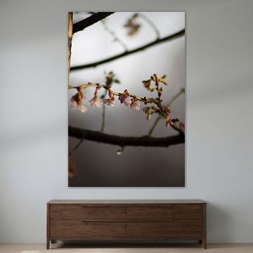 The Japanese cherry blossoms on a cold Januaray morning