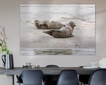 Seals (Phoca vitulina) by Dirk Rüter