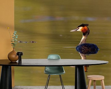 Haubentaucher (Podiceps cristatus)