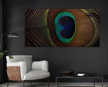 A panorama of a peacock feather by Marjolijn van den Berg