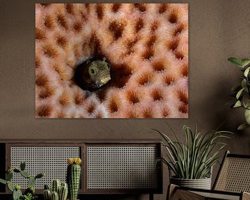 Slijmvisje in het roze koraal van René Weterings