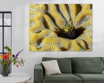 Schleimfisch in der gelben Koralle von René Weterings