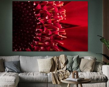 The red Gerbera (turning something small into something big) by Marjolijn van den Berg