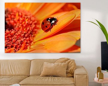 Ladybug on a sunny  flower