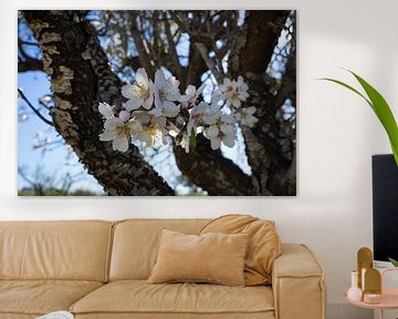 Fleurs blanches dans la pénombre de l'amandier