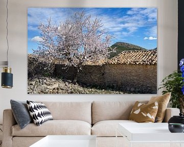 Blühender Mandelbaum und traditionelles Bauernhaus in Spanien