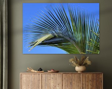 Palmen an tropischen Stränden  auf den Seychellen von MPfoto71