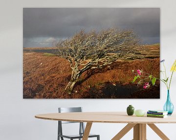 Arbre solitaire en Irlande sur Bo Scheeringa Photography